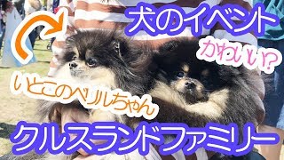 クルスランドファミリーとイベントを楽しむポメラニアン犬【はなポメ#427】