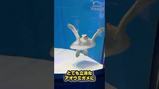 アオウミガメ 小笠原の海へ帰る。。