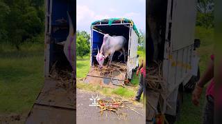 ಹಾಲು ಹಲ್ಲಿನ ಕೋಸಾ ಕಿಲಾರಿ ಹೋರಿ || kosha killar konda #cow #bailgadasharyat #trendingshorts #nad