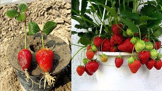 How to grow strawberry plants from strawberry fruits