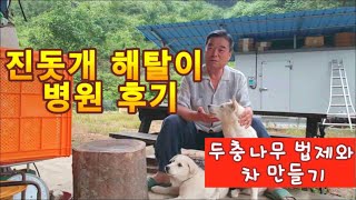 진돗개 해탈이 병원 후기 [ 두충나무 법제와 차 만드는 법]