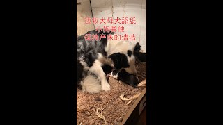 The border collie licks pup feces to keep the delivery bed clean