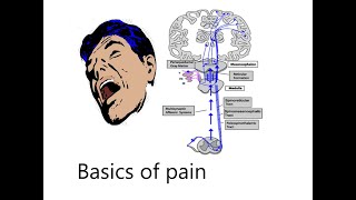 Basics of pain | Dr.S.Parthasarathy MD., DNB, PhD