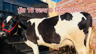 ਮੁੱਲ 16 ਹਜ਼ਾਰ -1 ਤਾਜ਼ੀ ਸੂਈ ਗਾ -1 ਤੋਕੜ ਗਾ ਵਿਕਾਉ -2 cow for sale (14-12-2024)#brardairyfarmmoga