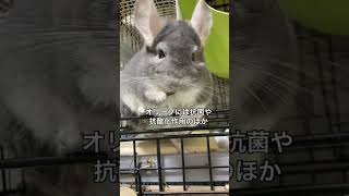 お腹ぺこぺこチンチラ　食べるのが早すぎて効能完走できず＃chinchilla＃チンチラ＃shorts