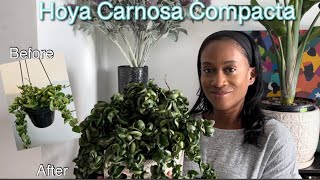 Hoya Carnosa Compacta I Care & Growth Update I JerseyWifeJerseyLife