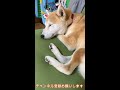 個性的な寝言が可愛すぎる柴犬