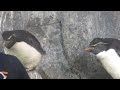 ミナミイワトビペンギン　ごはんの時間です　【のんほいパーク】southern rockhopper penguin toyohashi zoo