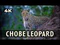 Leopard hunting in Chobe National Park (Savuti Ep6)