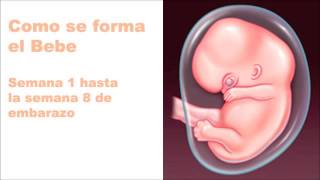 Como se forma un bebe semana a semana
