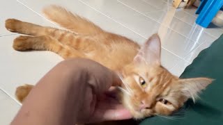 How Cats Get Attention