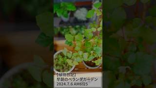 【植物日記】早朝のベランダガーデン 2024.7.6 AM6:25