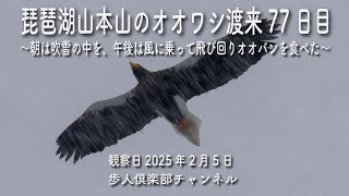 琵琶湖山本山のオオワシ渡来77日目2025年2月5日 おばあちゃん　オオバン　吹雪　ヒシクイ　マガモ　キンクロハジロなど