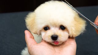 3個月小奶狗剪毛 ‖ 3 Month Old Poodle Grooming