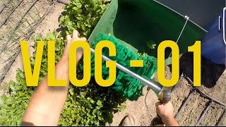 From City to Harvest: Unveiling My Urban Farming Journey!