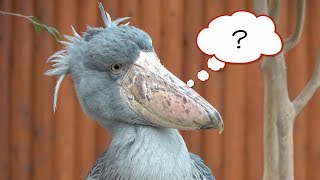 ハシビロコウふたば、さりげない10分間ノーカット【3月のふたば15】Shoebill FUTABA in March 2019