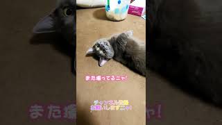 見事なヘソ天をキメる子猫が可愛い!　マンチカン　短足マンチカン　子猫　可愛い　Cat