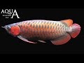 Aquascaping Lab - Arowana Silver and Dragon fish, Osteoglossum Bicirrhosum, Scleropages description Aquascaping Lab - Arowana Silver and Dragon fish, Osteoglossum Bicirrhosum, Scleropages description