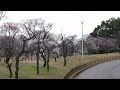 荒山公園の梅林（２０１７年２月21 日）