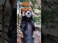 The apples are delicious, thank you!🥰🥰🥰#fy #fyp #trending #cute #adorable #redpanda #love #apples