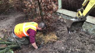 Plantation de charmilles   - Entreprise LEGRET