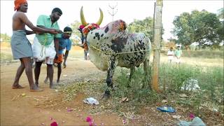 தேனி அய்யம்பட்டி கிராமத்து ஜல்லிக்கட்டு காளைகள் | Jallikattu Bulls | TV6 Tamil