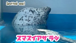 Unique sleeping figure Spotted seal | Sumasui