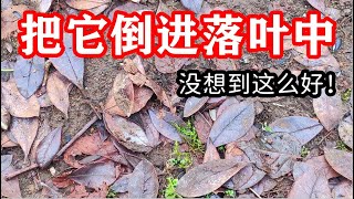 淘米水倒进落叶中转眼变成好肥料，立春過后地里樓几把，快速制作腐叶土，省錢又好使「種菜養花」