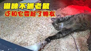 猫咪不抓老鼠，还和老鼠耍朋友，它们还会互相安慰