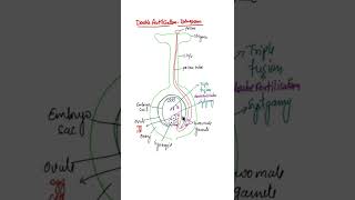 Double Fertilization diagram #shorts #doublefertilization