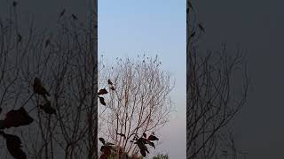 Ek Esa Tree jisme pattiya nahi Parrot se Green 🦜🌴🌿 #Short video # viral video # trending video