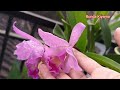 cara mudah membungakan anggrek cattleya mantini nature orchid flowers plants