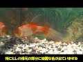 【鉄魚】紅白鉄魚紹介動画