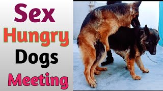 german shephered dog meeting | dogs meeting | sex hungry dogs | dogs meeting video