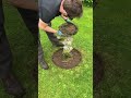 satisfying edging satisfying gardening shorts transformation