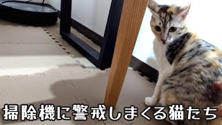 掃除機に警戒しまくる猫たち