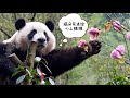 【可愛熊貓】熊熊我要快點長大，摘朵花送給心上姨姨！#熊猫 #panda #搞笑 #cute #funny