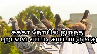 புறாவுக்கு வரும் சுக்கா நோயில் இருந்து எப்படி  காப்பற்றுவது | புறா வளர்ப்பு | Pets And Tips