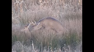 OldGuyDIY Pt 8 SE MI Whitetail Challenge November 11 21 Update. Breeding Deer Pictures Corn Gone