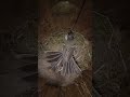 A tit protects its chicks from a predator. Hidden camera in the nest. #shots #birds #wildlife #nest