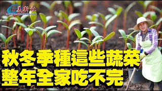 秋冬季這些蔬菜趕快種，整年全家吃不完！