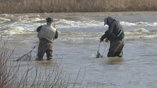 First day of spring sees river full of anglers for Walleye Run