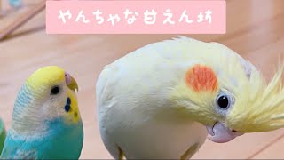 溢れ出る楽しさが素晴らしいセキセイインコ、オカメインコ