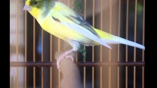 Kenari Starblue Gacor Durasi Panjanh Di Sangkar Kecil Hamster By