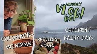 Vlog nr 9 - Rainy west coast life in Norway with nature, knitting, chicks and cucumber window plant!