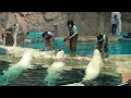 ベルーガ　朝のトレーニング風景　【名古屋港水族館】