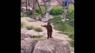 Monkey Wants The Fruit