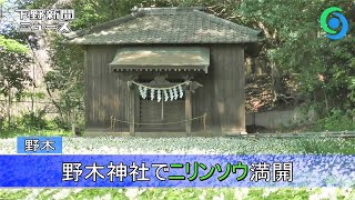 野木神社でニリンソウ満開　野木