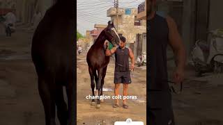 Champion Colt Poras Rohna Stud Farm #horse #youtubeshorts  #sidhumoosewala