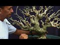 history hibiscus bonsai .. totoy bibo